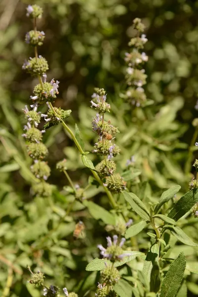 DSC_1633 (Large).JPG